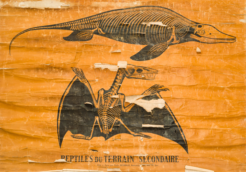 Làmina de rèptils de l'era secundària